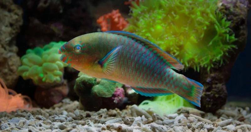 Pexels/Jeffry Surianto